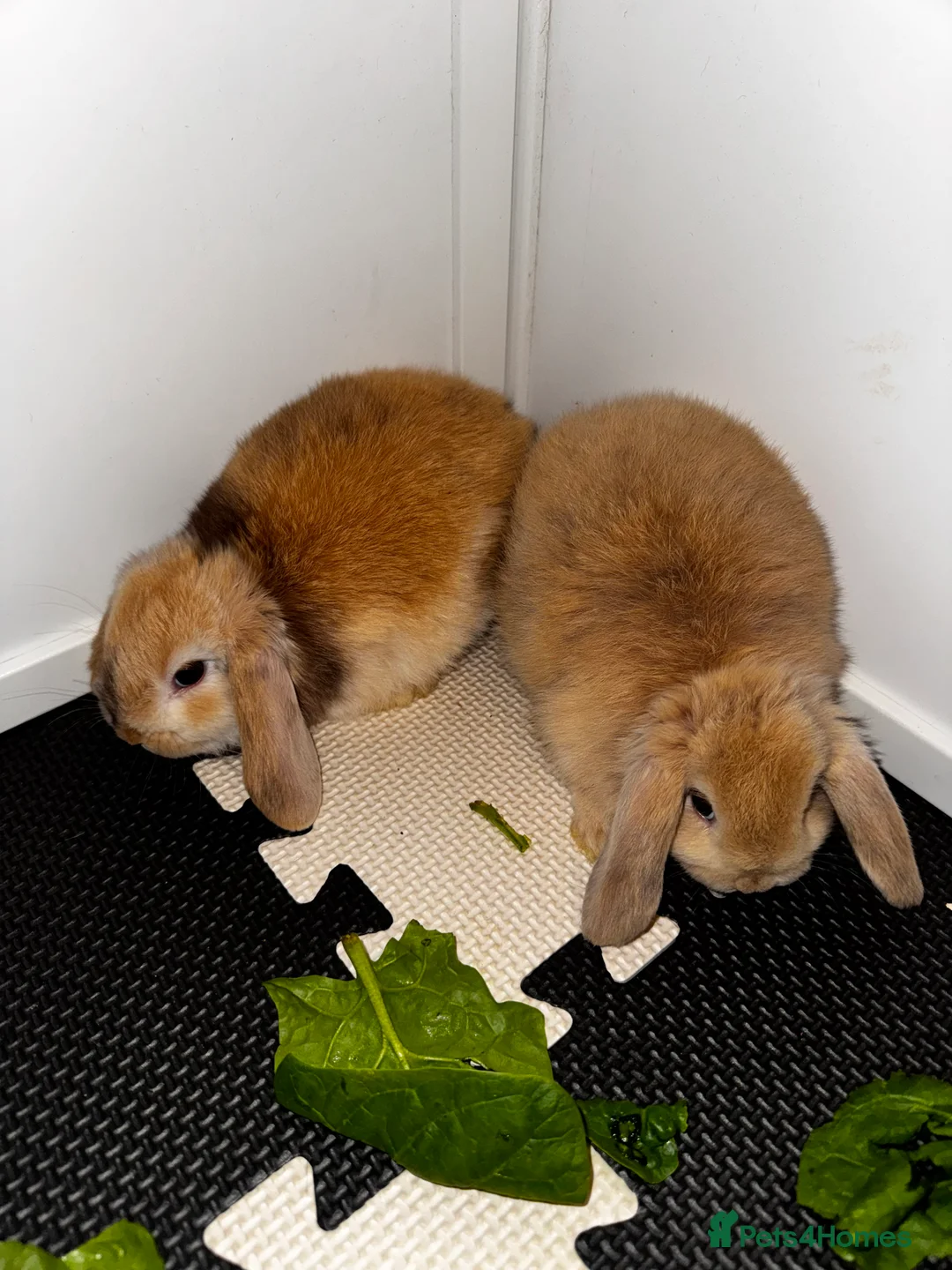 Mini Lop rabbits for sale: Beautiful mini lop bunnies - Advert 12