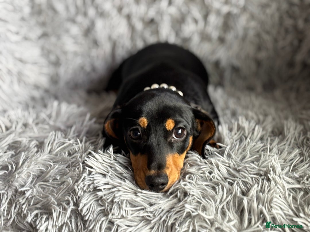 Miniature Dachshund dogs for sale: Re available PRA Clear KC Reg MiniDachshund - Image 6