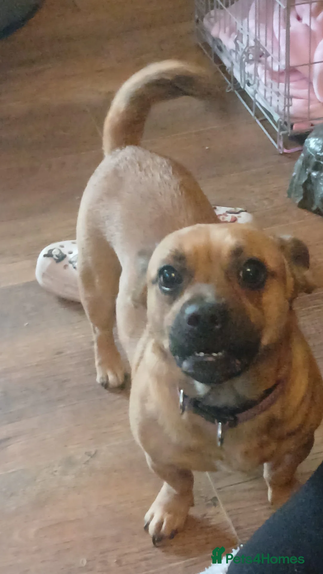 Mixed Breed dogs for sale: 2 gorgeous 2 year old girls - Advert 2