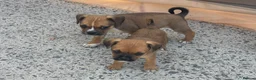 Jug dogs for sale: Beautiful Jug Puppies Ready Now in Abingdon - Advert 6