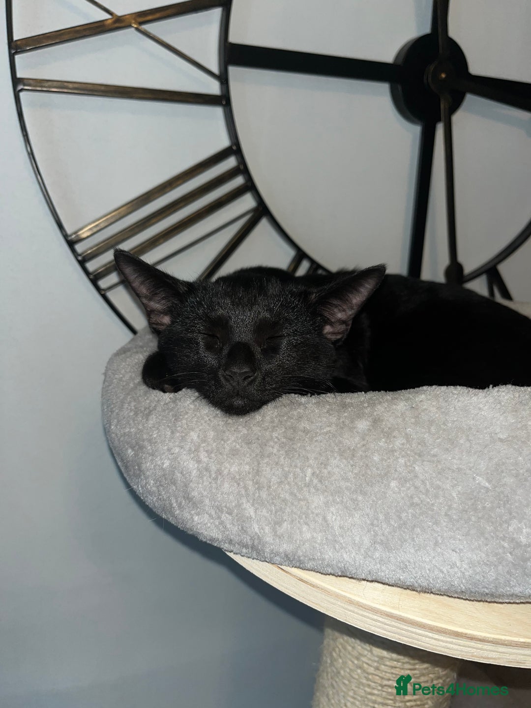 Siamese cats for sale: Siamese cross breeds  - Image 7