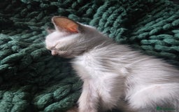 Siamese cats for sale:  Two chocolate point beautiful babies  - Image 22