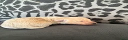 Toy Poodle dogs for sale: Exquisite Asian Toy Poodle  - Advert 10