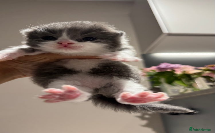 British Shorthair cats - Advert 2