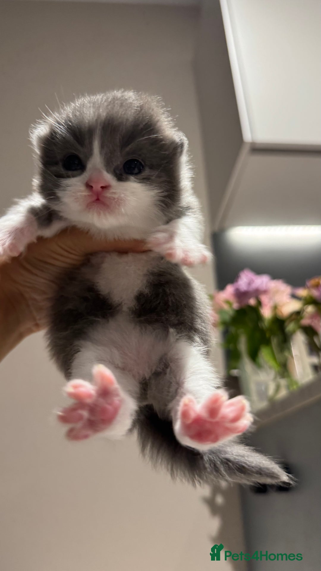 British Shorthair cats for sale: 🐾✨ Looking for Their Forever Home ✨🐾 - Image 1