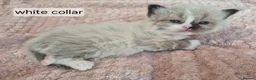 Ragdoll cats for sale: 3 beautiful fluffy ragdoll kittens - Advert 31