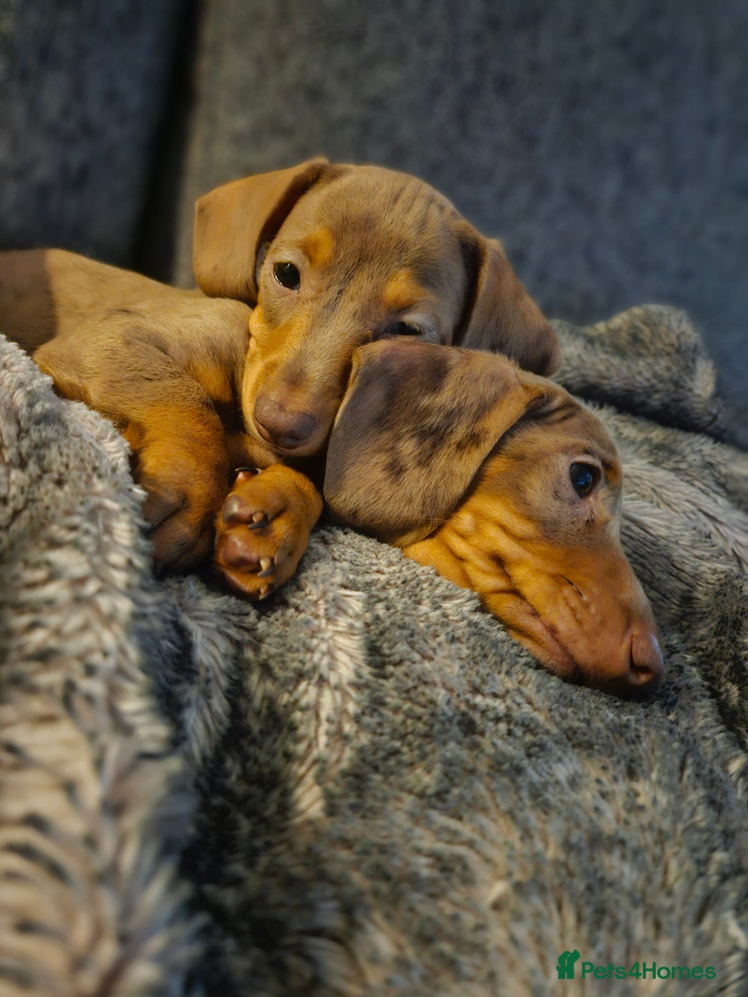 Miniature Dachshund dogs for stud: Miniature Daschund KC Registered PRA clear STUD  - Advert 9