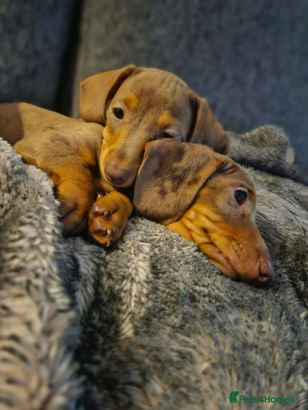 Miniature Dachshund dogs for stud: Miniature Daschund KC Registered PRA clear STUD  - Advert 9
