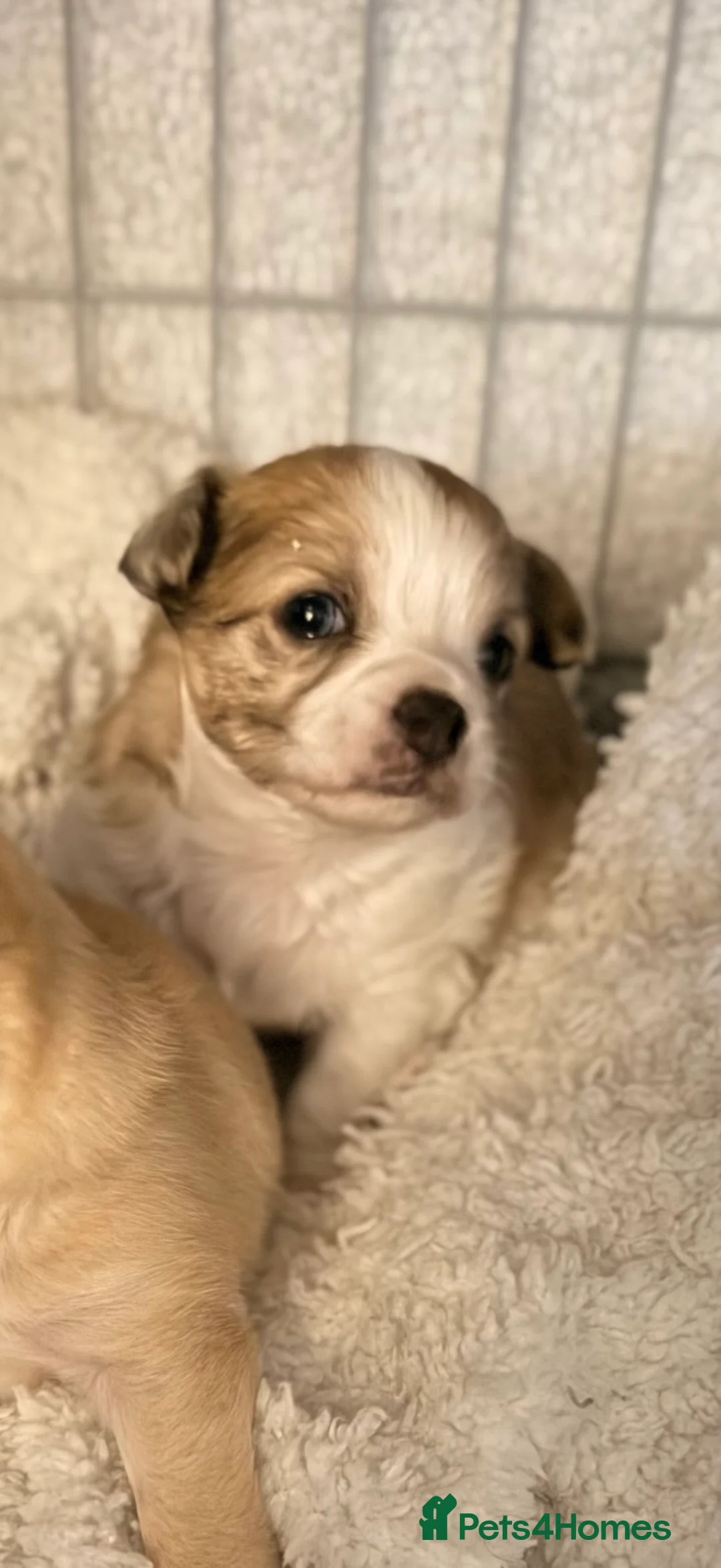 Chihuahua dogs for sale: 2 beautiful female Chihuahua puppies  - Advert 6
