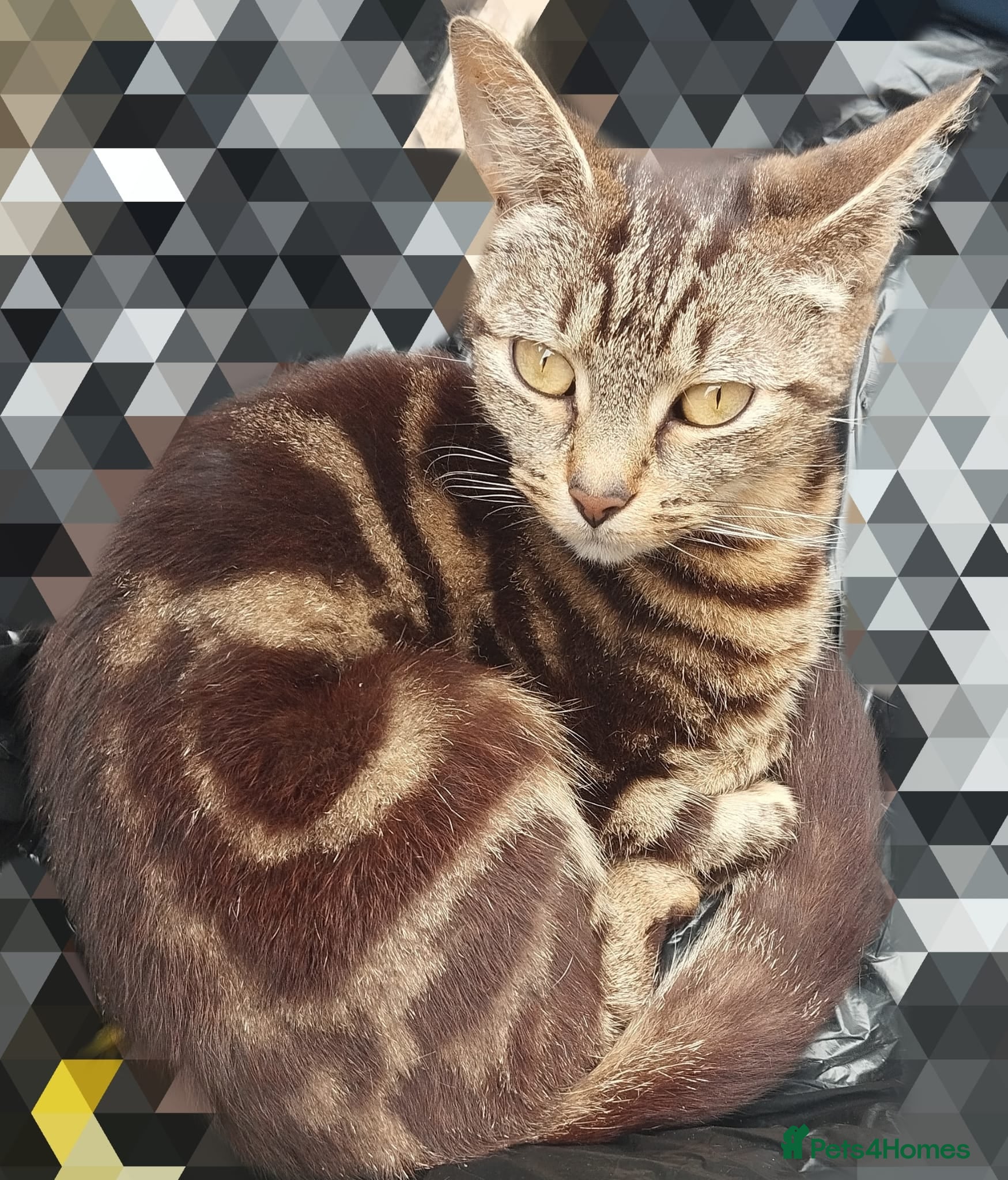 Mixed Breed cats Bengal x tabby - Advert 17
