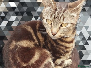 Mixed Breed cats Bengal x tabby - Advert 3