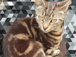 Mixed Breed cats Bengal x tabby - Advert 18