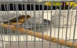 Finches birds for sale: Male Goldfinch for Sale – £100 (includes cage) - Advert 2