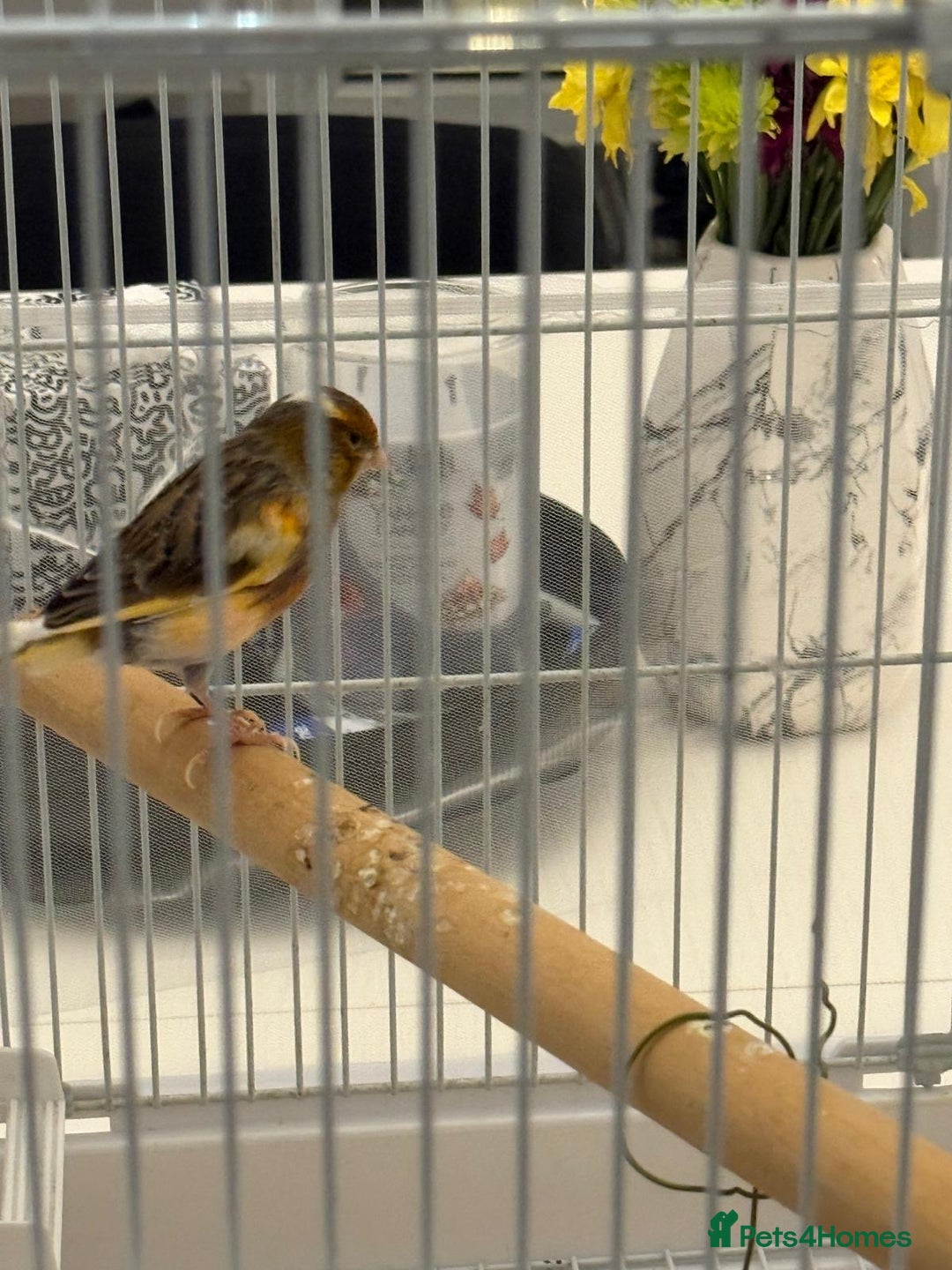 Finches birds for sale: Male Goldfinch for Sale – £100 (includes cage) - Advert 2