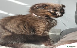 Mixed Breed cats for sale: Scottish Fold Kittens!Rare 🍫chocolate colour🐱 - Image 23