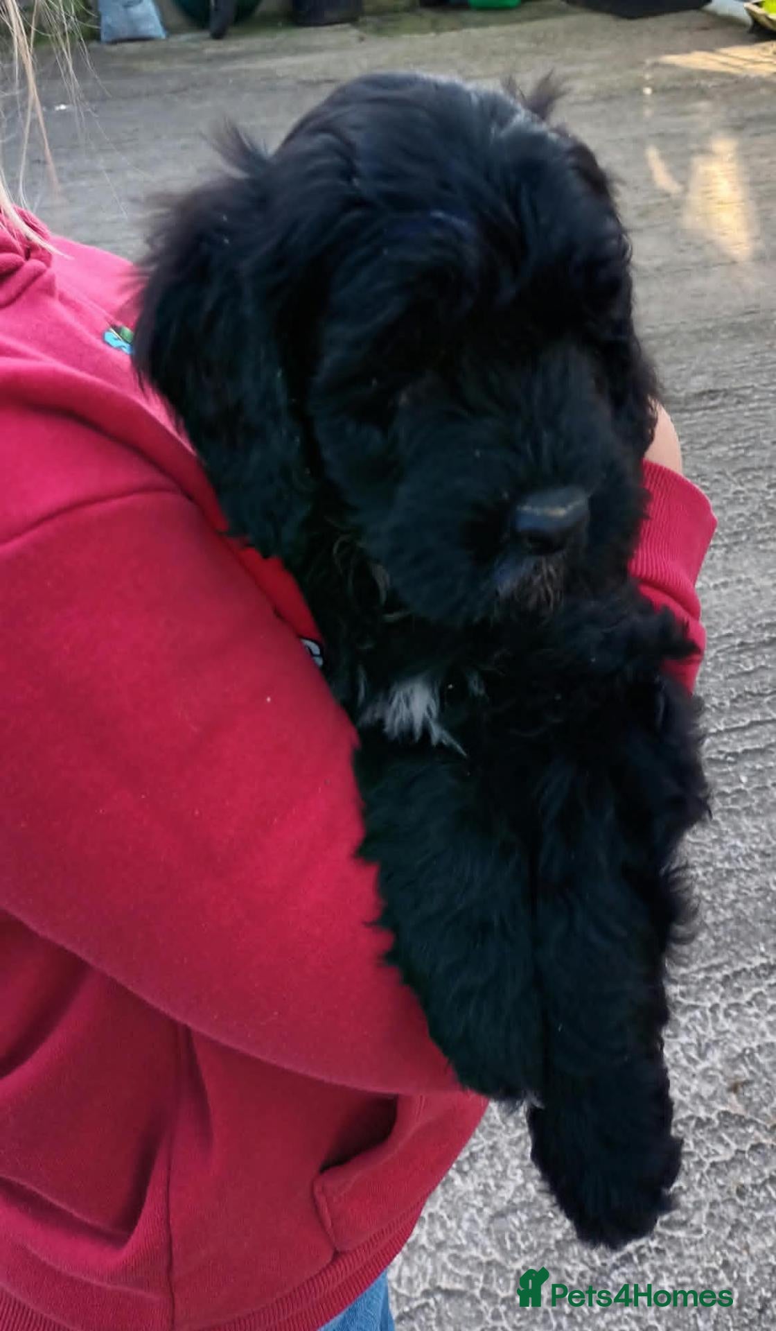 Sproodle dogs for sale: READY NOW SPROODLE PUPPY FROM 5* LICENCED BREEDER - Advert 3