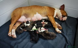 Bull Terrier dogs for sale: Stunning bull terrier pups - Image 7