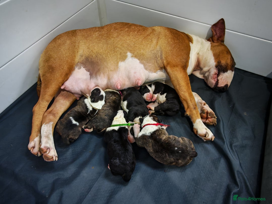 Bull Terrier dogs for sale: Stunning bull terrier pups - Image 7