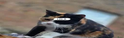 Mixed Breed cats for sale: Two kittens (boys) in Bognor Regis - Advert 7