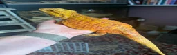 Bearded Dragon reptiles for sale: Stunning adult bearded dragons  - Advert 4