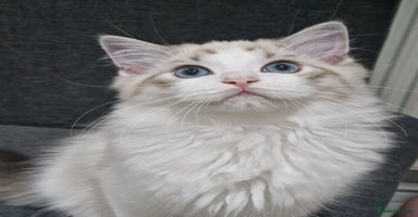 Ragdoll cats - Advert 16