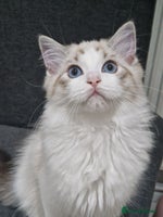 Ragdoll cats - Advert 16