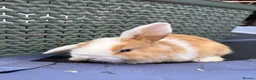 Mini Lop rabbits for sale: Pure breed Mini Lops  - Advert 3