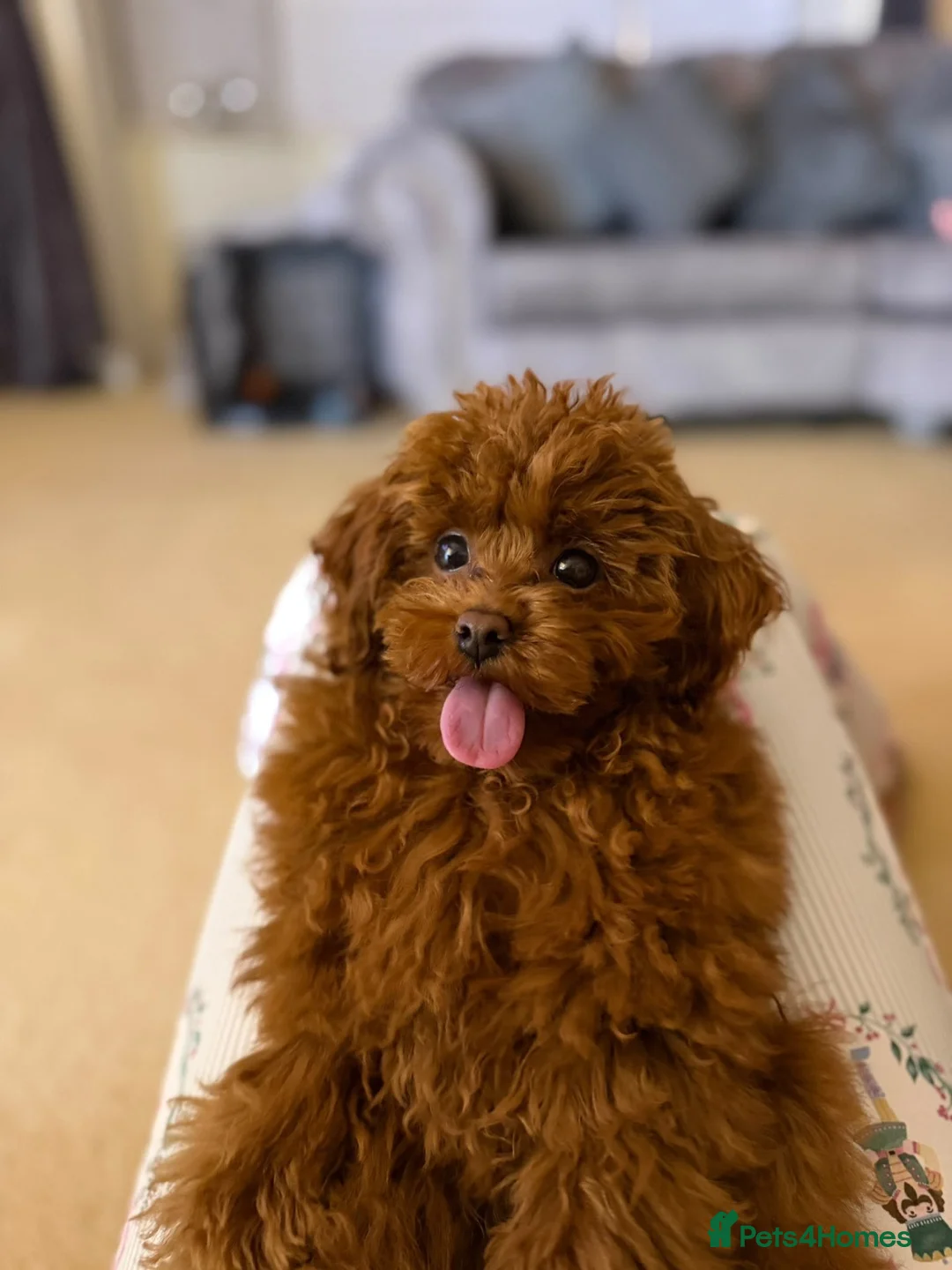 Toy Poodle dogs for sale:  **  asian poodle  in Bridgend - Advert 6