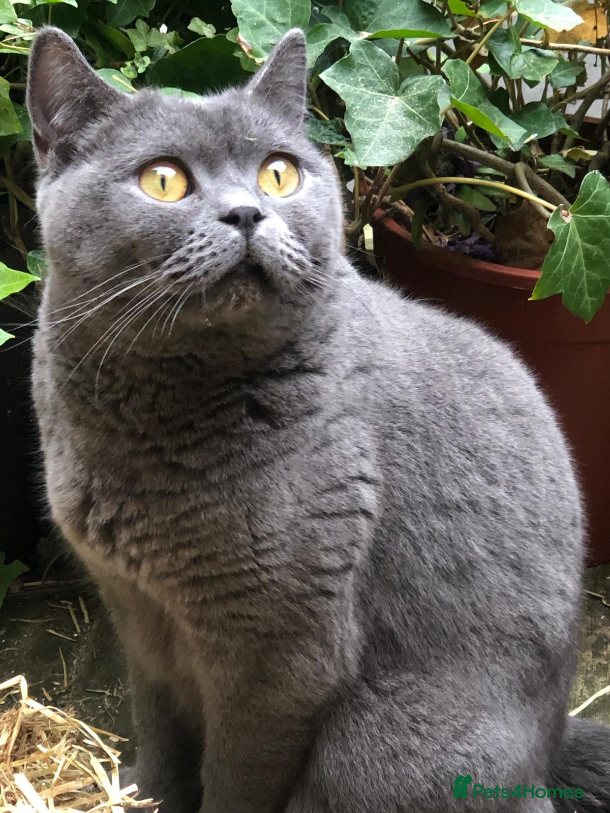 British Shorthair cats for sale: BSH Blue kittens  in Salford - Advert 2