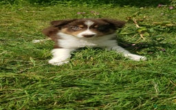 Border Collie dogs for sale: Red Tri Border Collie Pups Parents Health Tested - Image 5