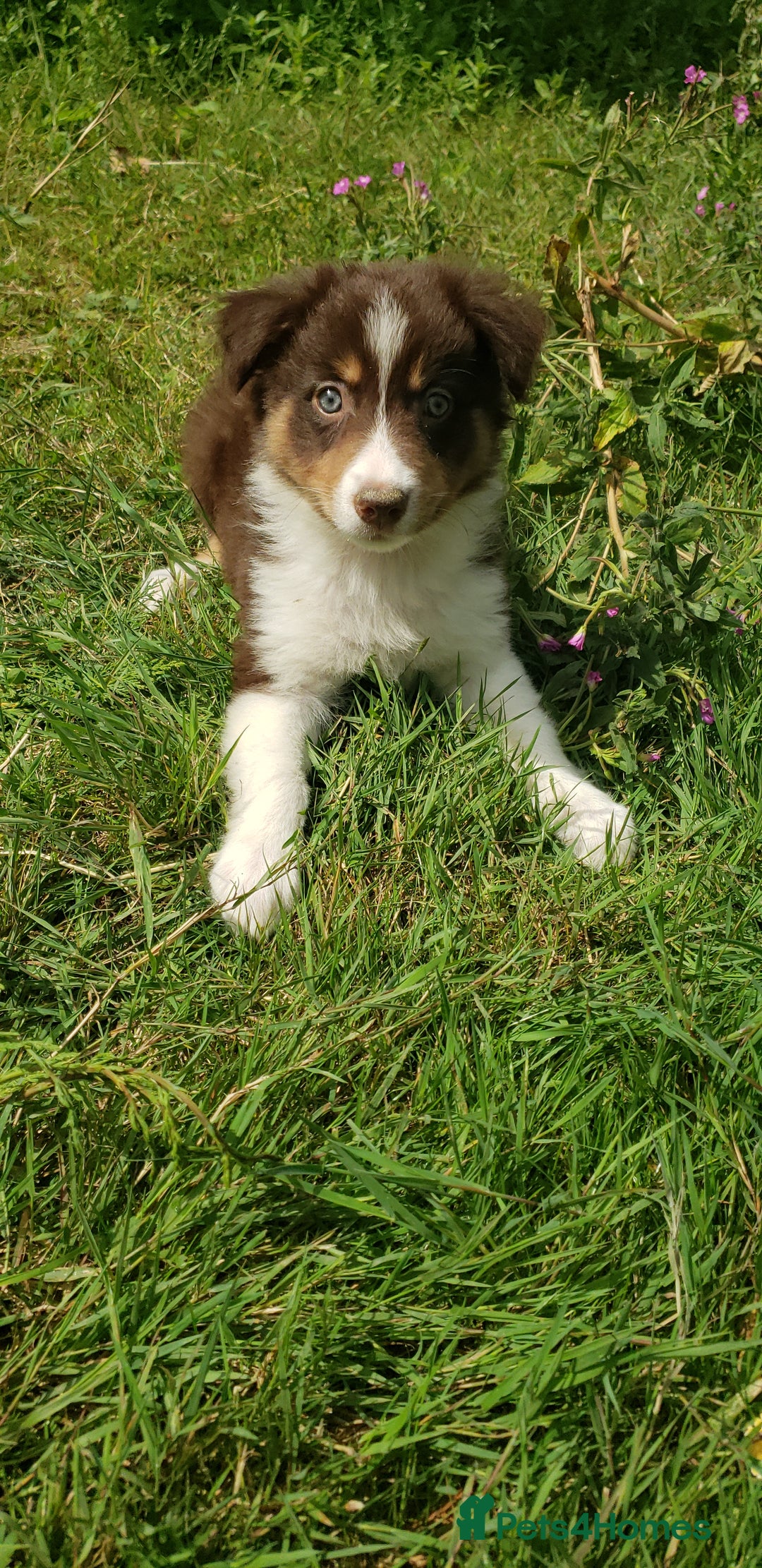 Border Collie dogs for sale: Red Tri Border Collie Pups Parents Health Tested - Image 5
