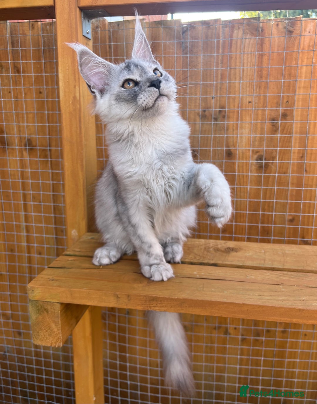 Maine Coon cats for sale: TICA Maine Coon girl female high black smoke  - Image 6