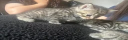 Mixed Breed cats for sale: Beautiful female grey tabby kittens - Advert 4
