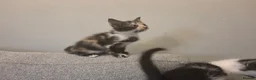 Mixed Breed cats for sale: 2 female tortoise shell kittens - Advert 5