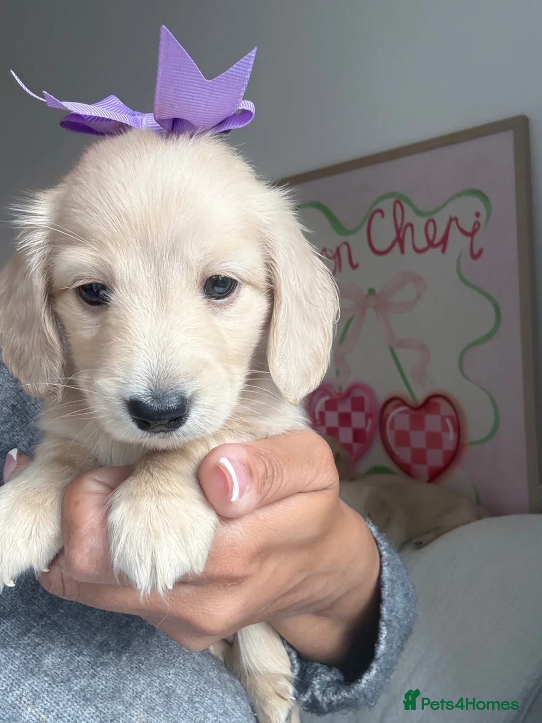 Miniature Dachshund dogs for sale: Kc registered cream miniature dachshunds - Advert 1