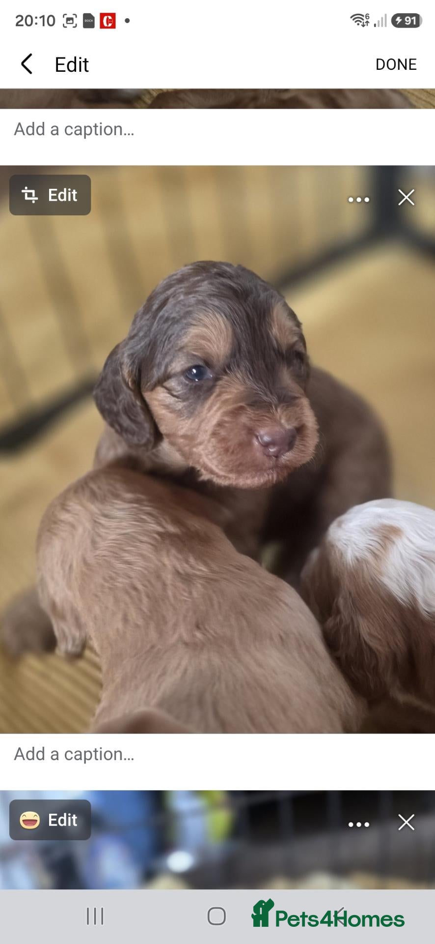 Cockapoo dogs Beautiful F1 Cockapoo Puppies  - Advert 9
