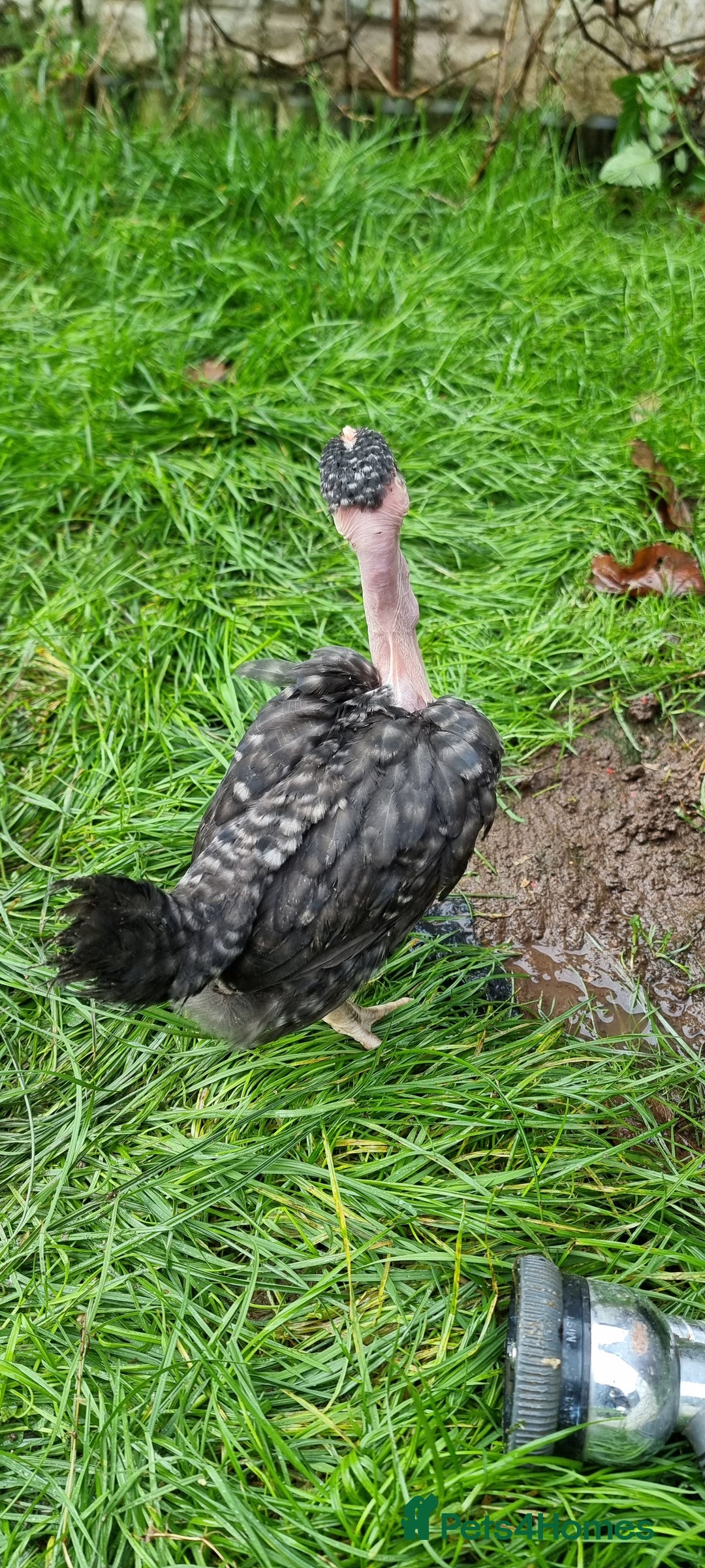 Chickens poultry for sale: Transylvanian Naked Neck Chicks - Image 26