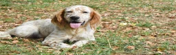 English Setter dogs for adoption: Zur   in Alfreton - Advert 8