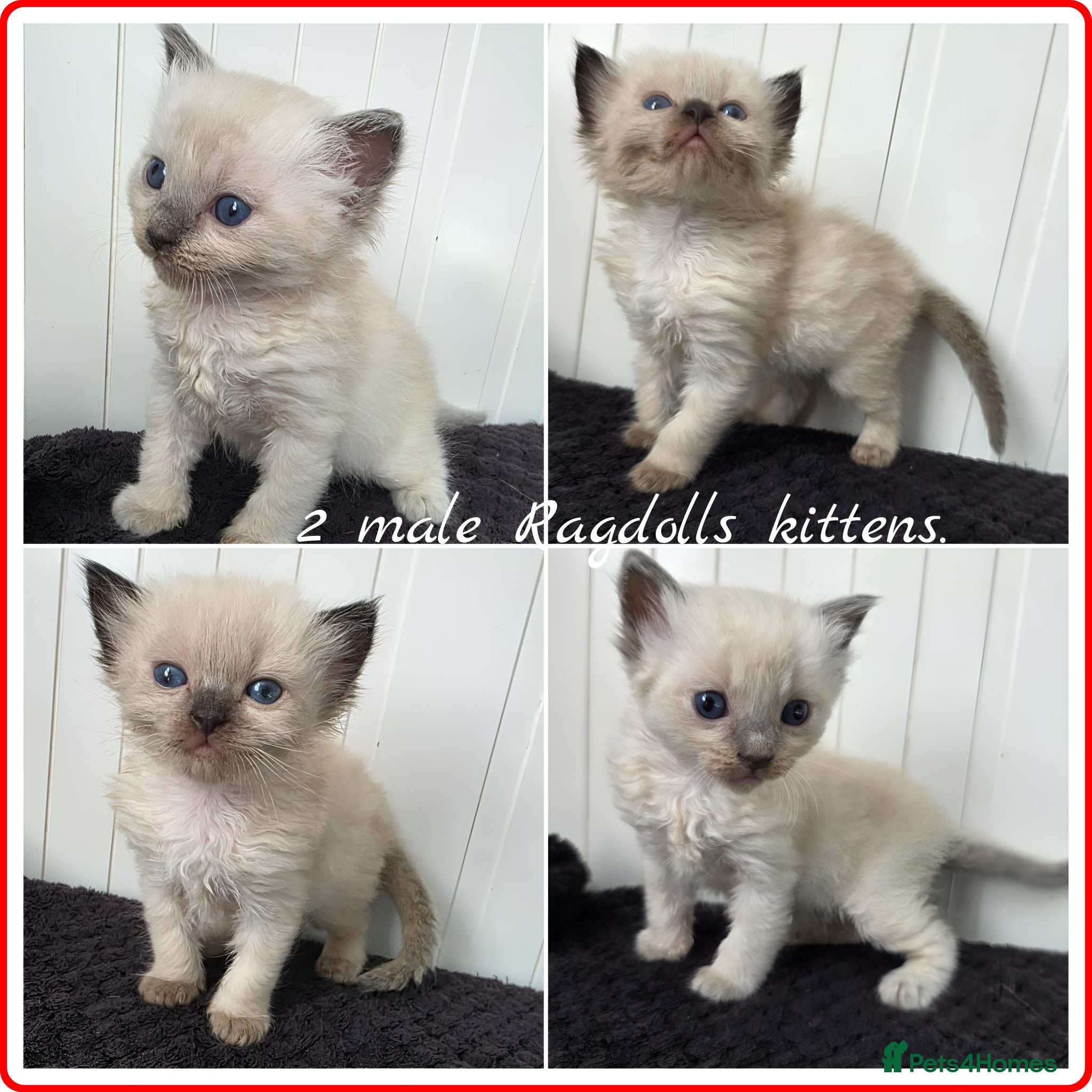 Ragdoll cats Ragdolls kittens. - Advert 1