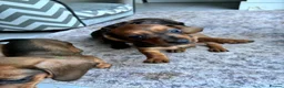 Miniature Dachshund dogs for sale: MINIATURE dachshund puppies UNIQUE fur patterns - Advert 11