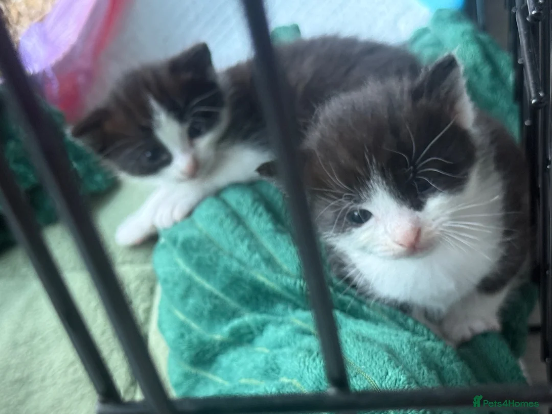 Mixed Breed cats for sale: khao manee Cross kittens  - Advert 14