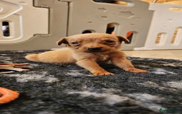 Labrador Retriever dogs for sale: THE LAST KC FOX RED GIRL READY TO LEAVE NOW  - Image 10