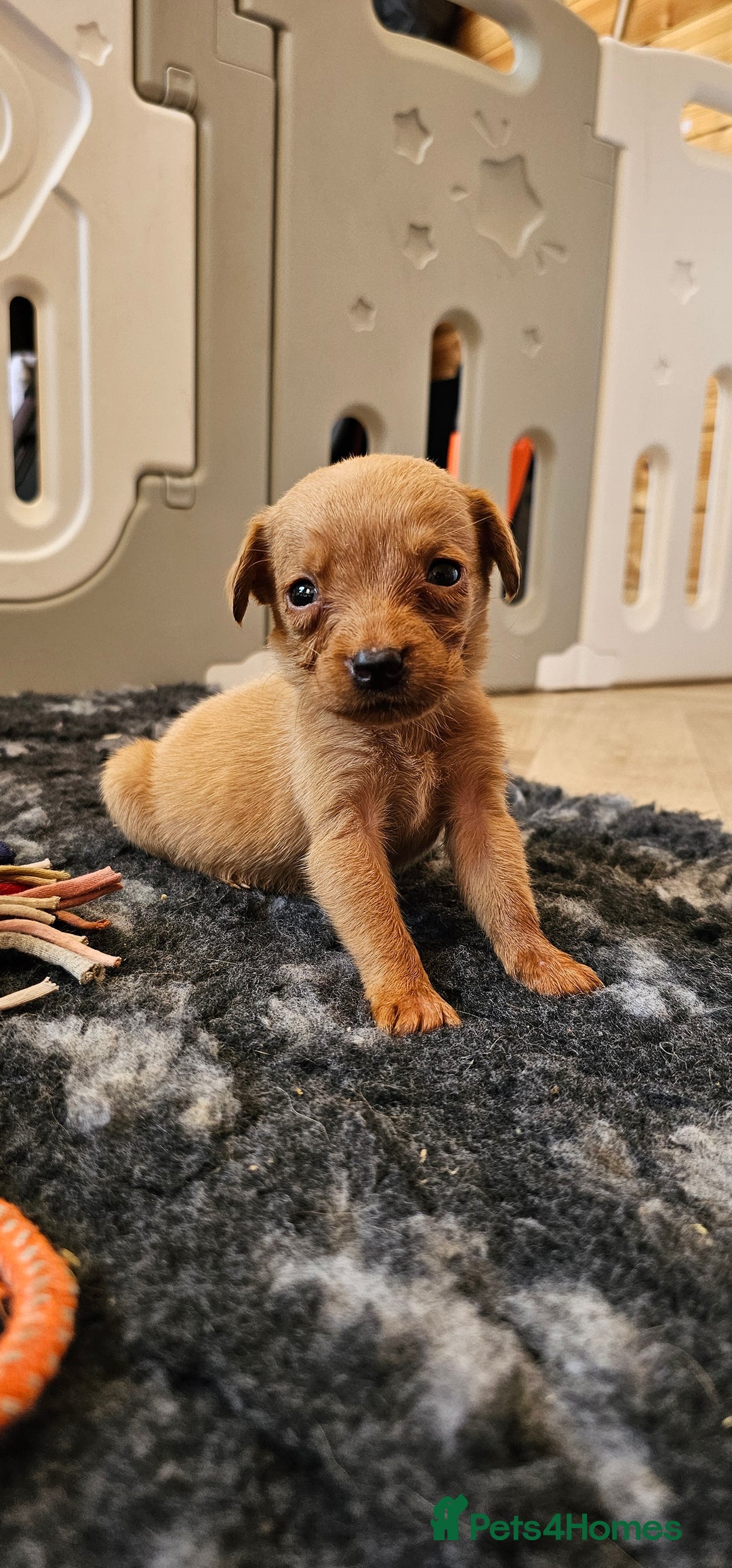 Labrador Retriever dogs for sale: THE LAST KC FOX RED GIRL READY TO LEAVE NOW  - Image 10