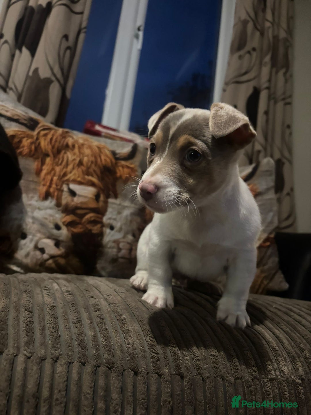 Jack Russell dogs for sale: ONE BOY LEFT smooth Jack Russell puppy - Advert 8