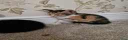 Mixed Breed cats for sale: Kittens Ready Now in Basildon - Advert 20