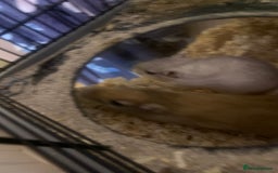 Gerbil rodents for sale: 3 male gerbils - Image 17