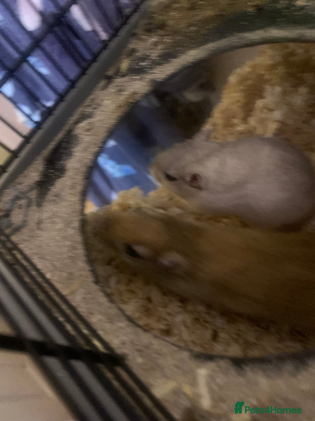 Gerbil rodents for sale: 3 male gerbils - Image 17