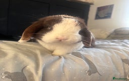 Mini Lop rabbits for sale: Beautiful Blue eyed Mini Lop for sale ( Male) in Glasgow - Image 3