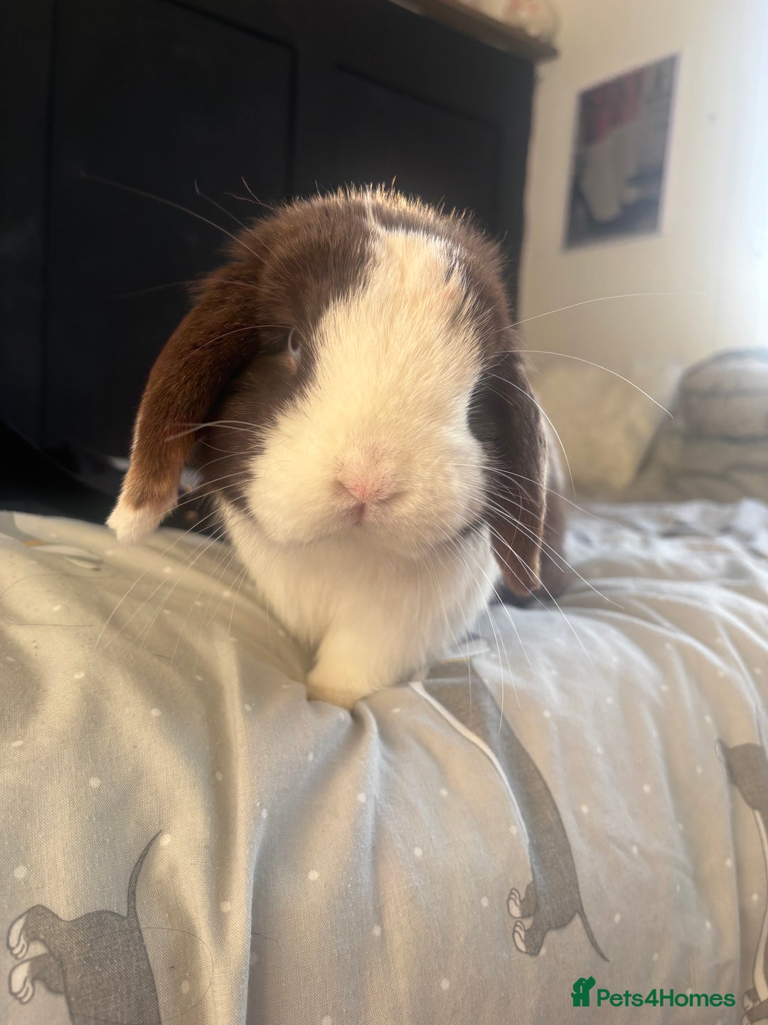 Mini Lop rabbits for sale: Beautiful Blue eyed Mini Lop for sale ( Male) in Glasgow - Image 3