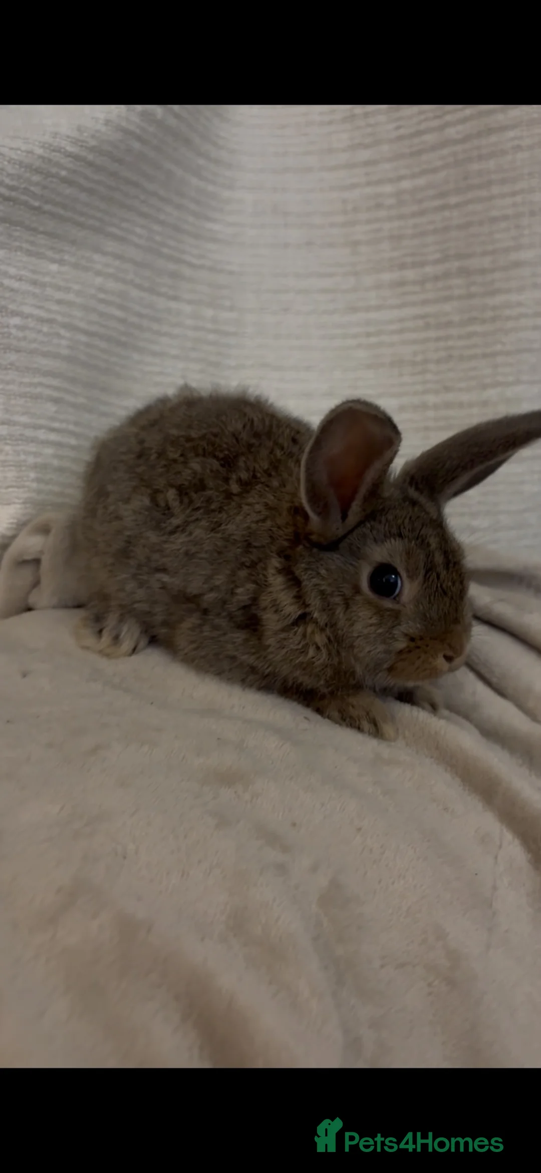 Mini Lion Lop rabbits for sale: Beautiful mini lion lop baby bunny rabbits  - Advert 21